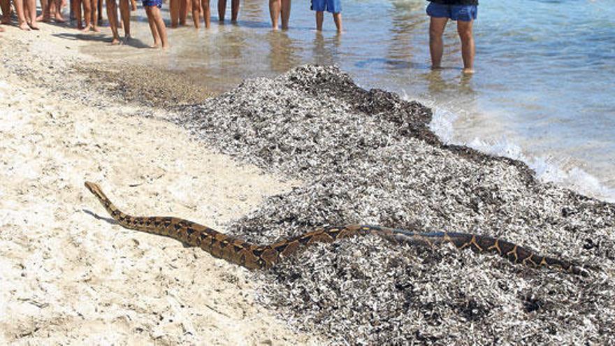 Königsboa stellt Rettungskräfte an der Playa de Muro auf die Probe