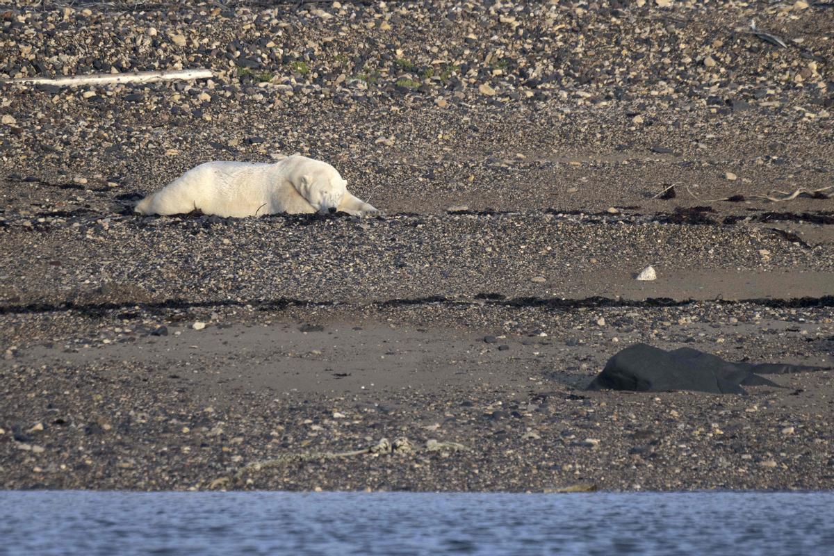 Así viven los osos polares en Hudson Bay, cerca de Churchill (Canadá).