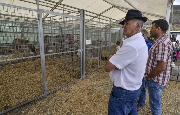 ARUCAS GRAN CANARIA A 27/05/2017. Feria de Ganado en la Granja del Cabildo de Gran Canaria. FOTO: J.PÉREZ CURBELO