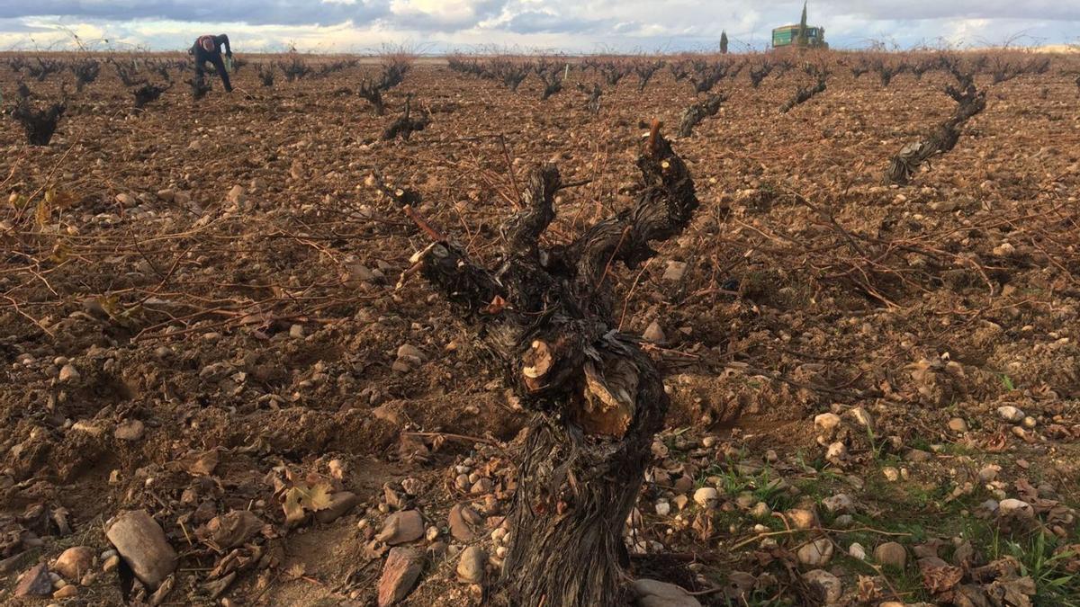 Imágenes de los viñedos toresanos a la llegada de las bajas temperaturas, momento de reposo de las vides. | DO Toro