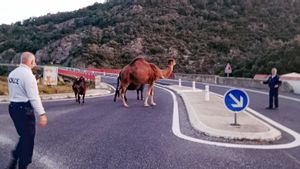 Un dromedari i diversos bous s’escapen d’una finca del Pertús i provoquen un accident a l’N-II a la Jonquera
