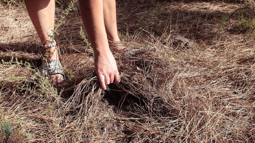 La crisis del relevo generacional pone en riesgo la recogida de pinocha en Tenerife