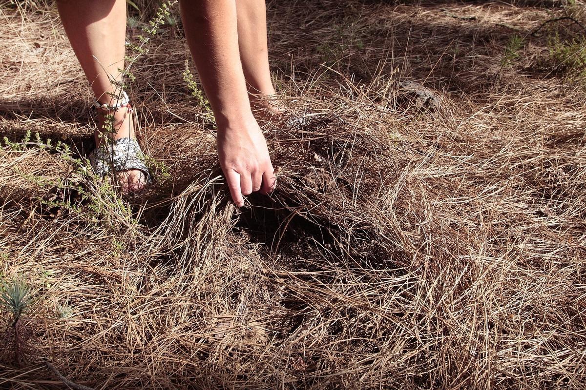 Un persona recoge pinocha en el monte de Tenerife.