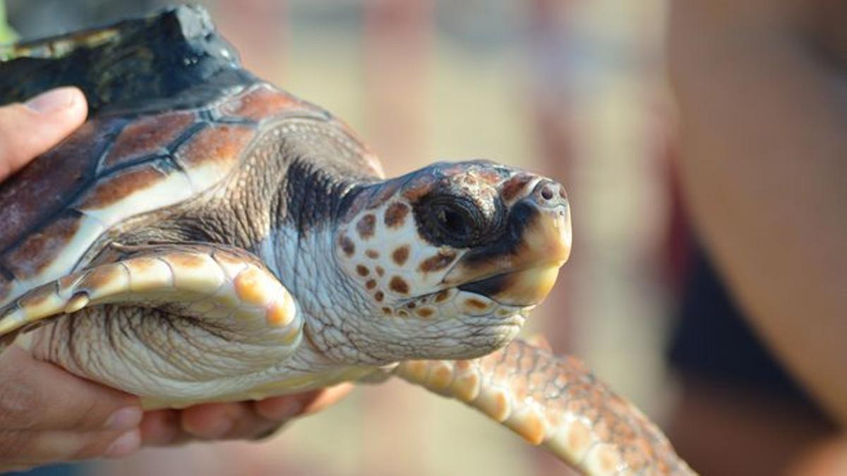 Una de las tortugas boba que forma parte del proyecto LIFE INTEMARES.