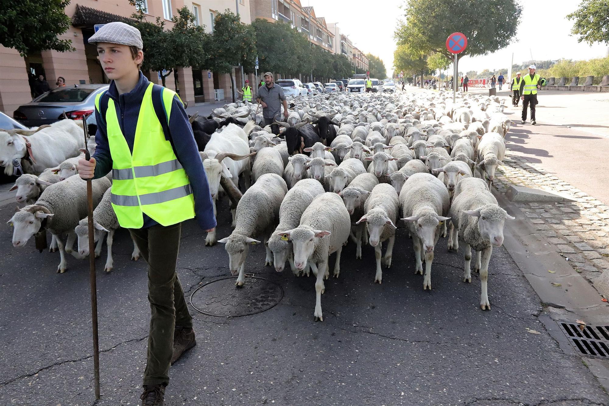 Trashumancia: Un rebaño de ovejas por la Calahorra