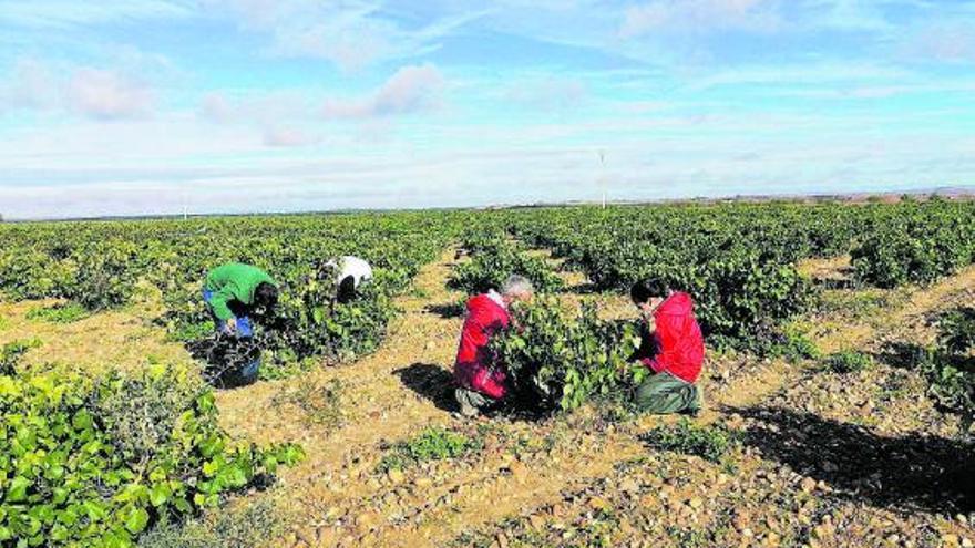 La DO mantiene los límites de producción de uva en la nueva campaña de vendimia