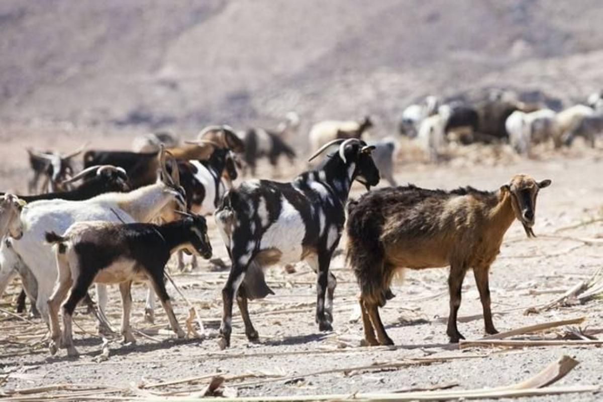 ¡A freír bogas (al Toril)!