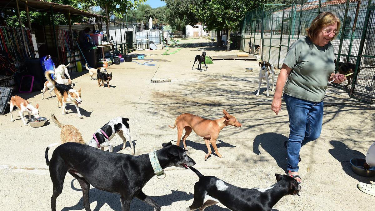 Salud Mateos, con animales recogidos en el refugio de Plasencia, en una imagen de archivo.