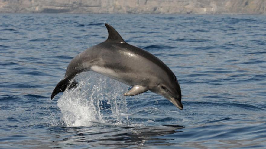 Un delfín mular salta sobre el agua en la costa de la isla de Tenerife.