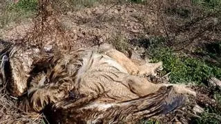 La Fiscalía ve delito en la electrocución de dos búhos reales en Murcia