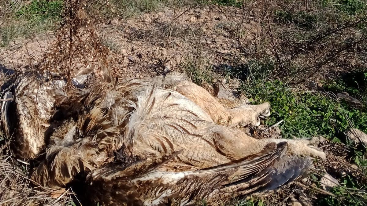 Cadáver de uno de los búhos reales electrocutados en la Contraparada (Murcia).