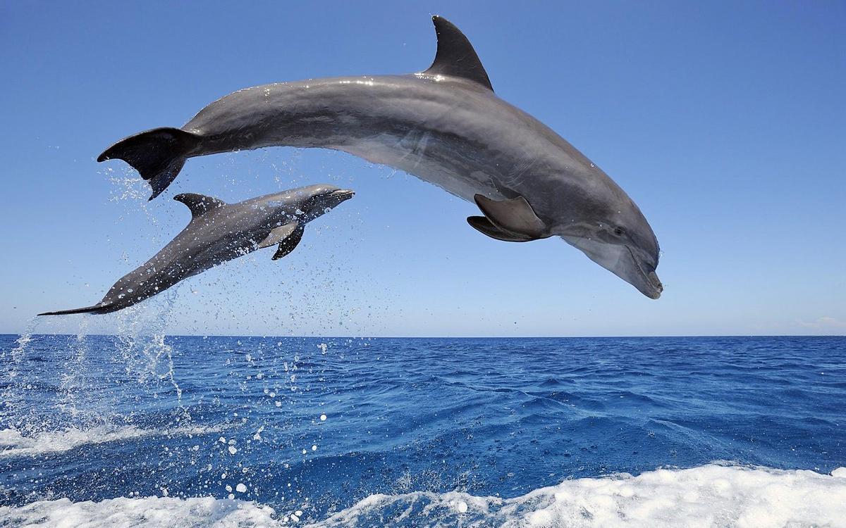 Delfines en mar abierto