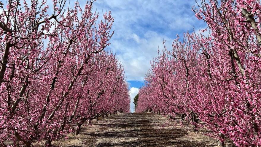 'Miraqueplan' este fin de semana en la Región: floración, ruta en tren y salsa con premios, entre otros