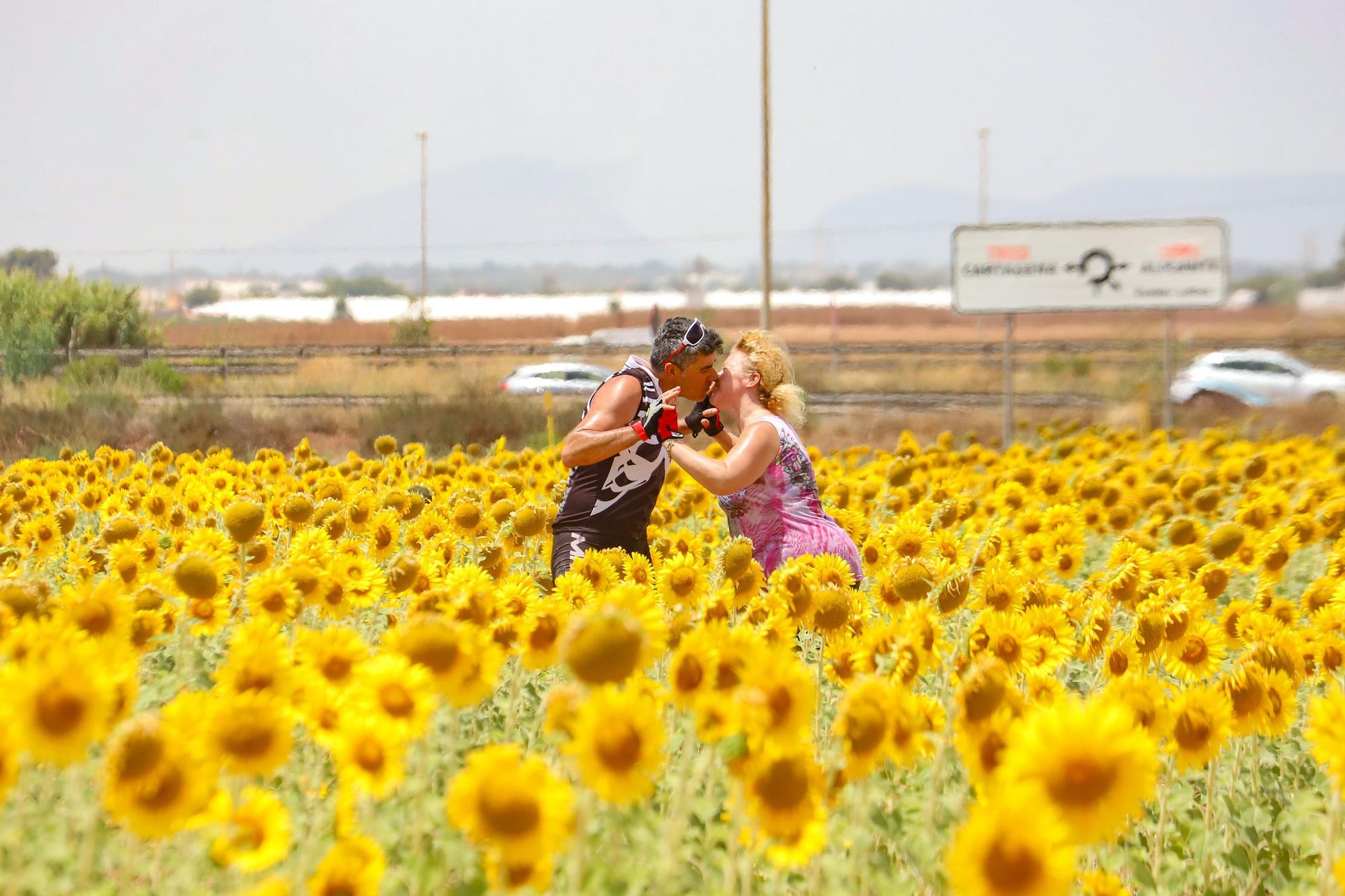 Los espectaculares campos de girasol plantados en Pilar de la Horadada