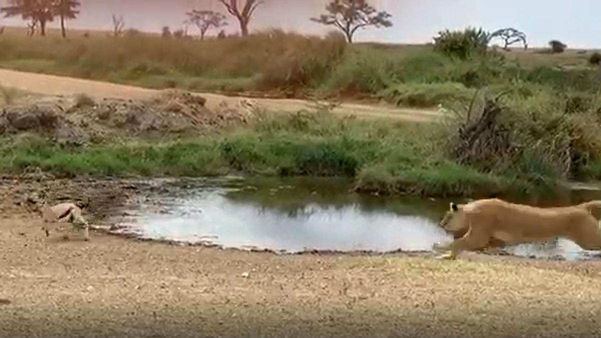 Una gacela Thompson esquiva el ataque de una leona en el Serengeti (Tanzania).