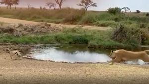 Una gacela Thompson esquiva el ataque de una leona en el Serengeti (Tanzania).