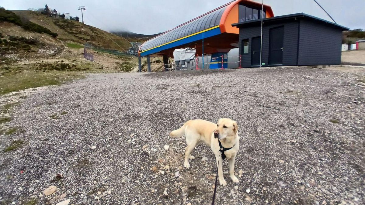 Un perro deambulando por la parte baja de Pajares, ya sin nieve. | D.M.