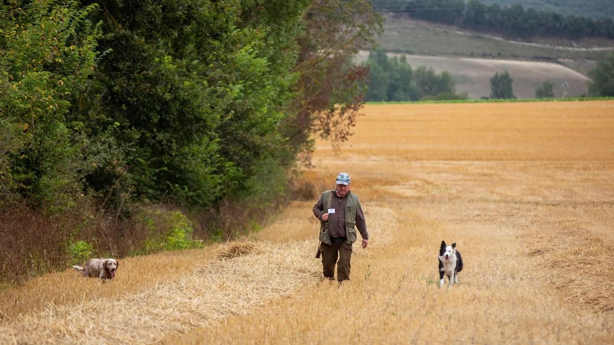 Cuidado con tu perro este verano: sigue estos consejos si notas algo raro al volver de la calle con él