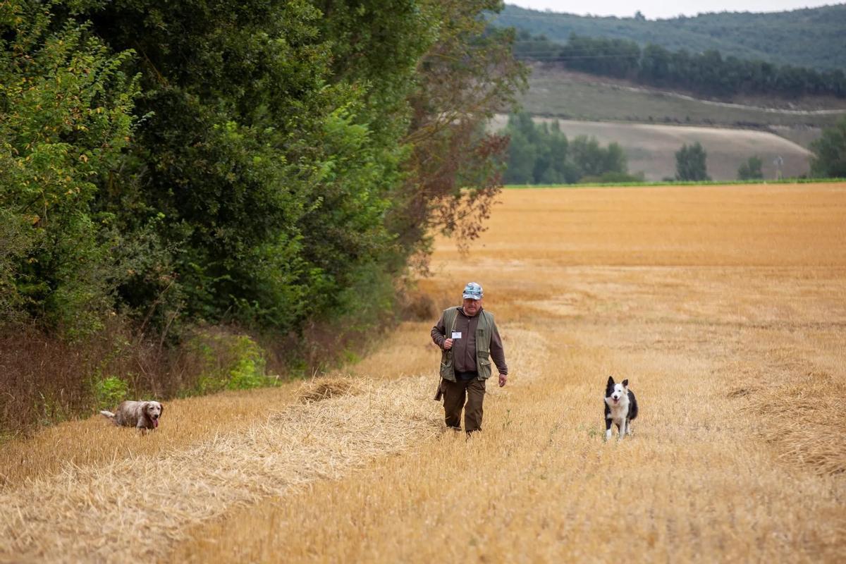 Un cazador rastrea con sus perros un campo de cereal a las afueras de Vtoria.