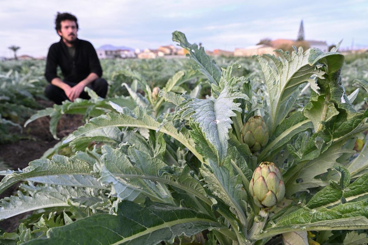 Un campo de alcachofas en la comarca de la Vega Baja.