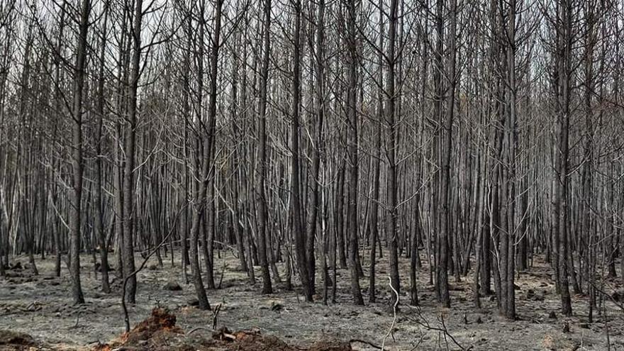 Los municipios afectados por el incendio de Santibáñez el Alto será también  Zona de Actuación Urgente - El Periódico Extremadura