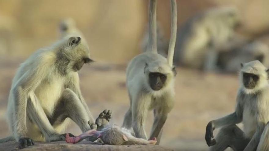 Un vídeo de la BBC muestra cómo lloran unos monos que creen que han matado a una cría