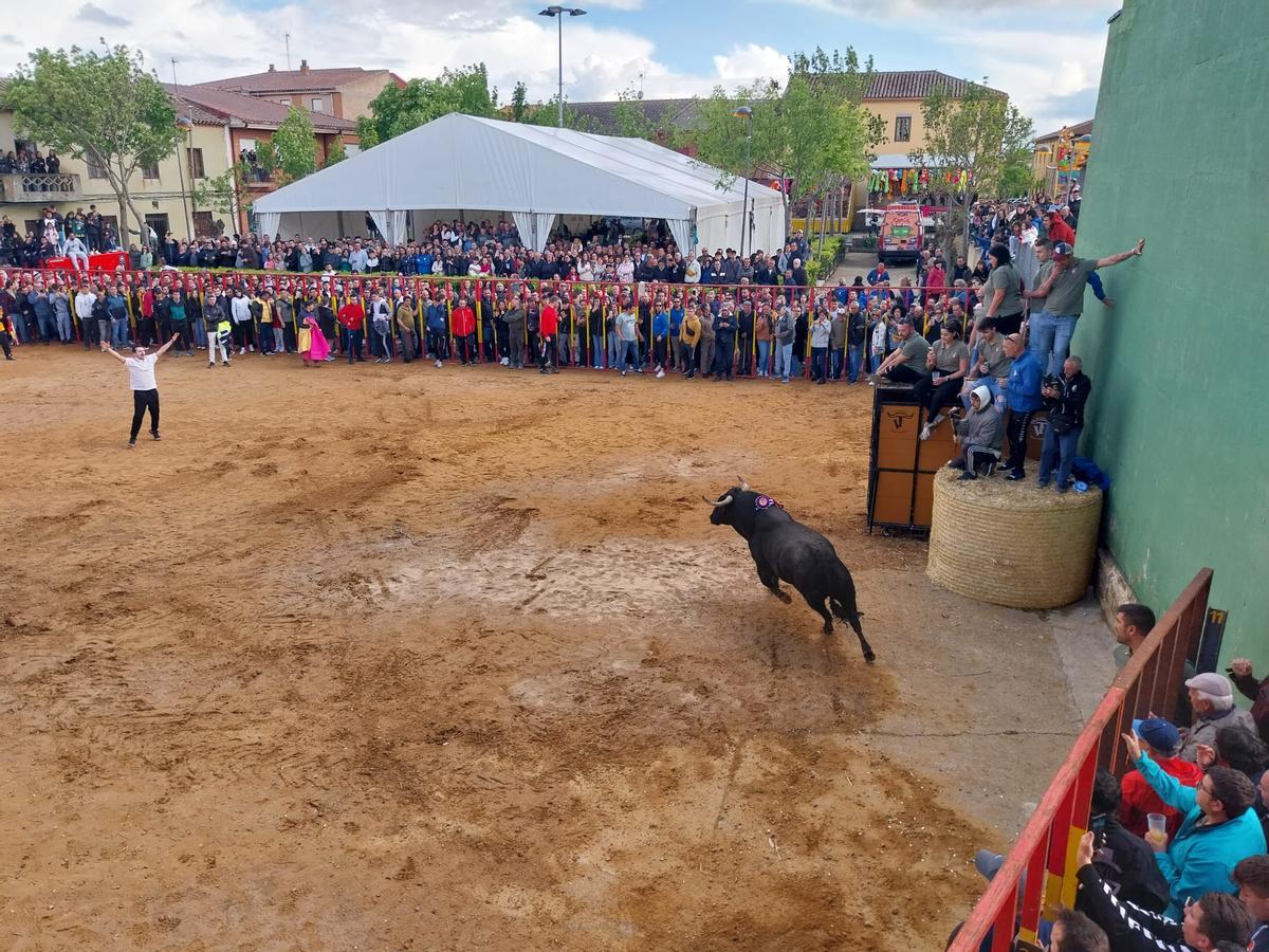 Aficionados disfrutan del fetejo taurino en Villafáfila