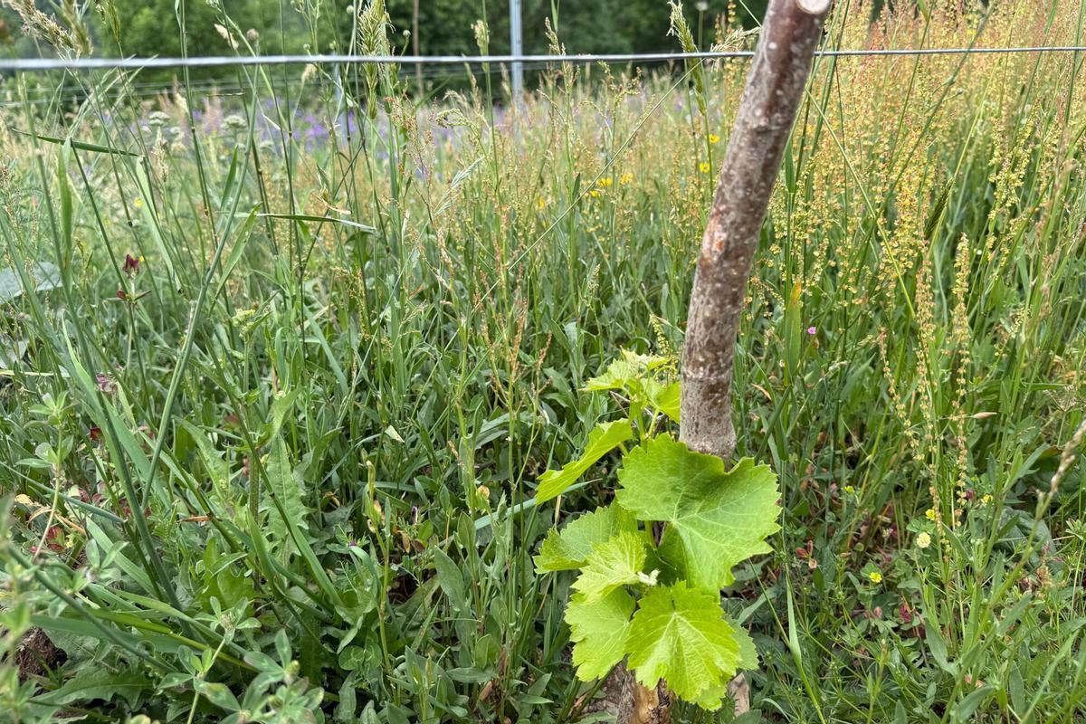 Detall d'un cep plantat a una finca del Ripollès de la prova pilot
