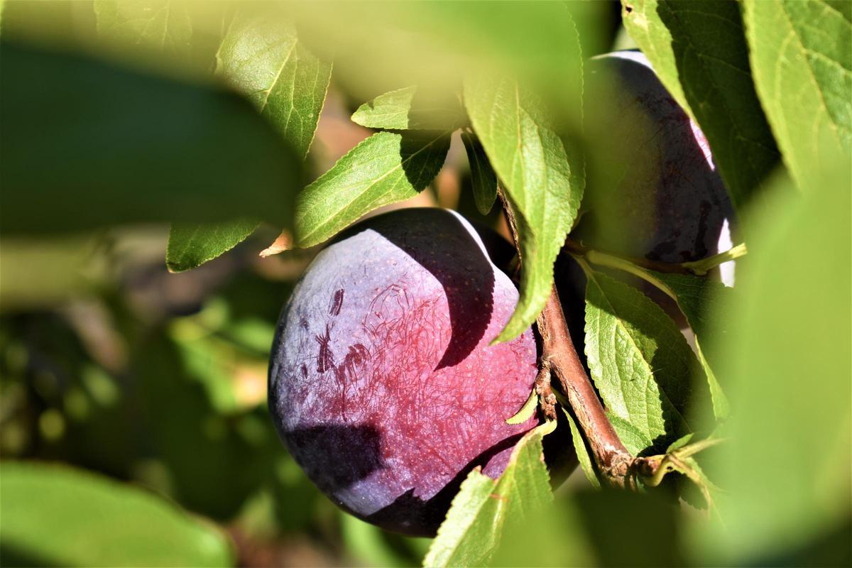 El viaje redondo de la fruta de hueso extremeña El viaje redondo de la fruta de hueso extremeña