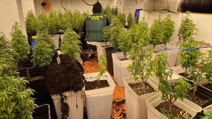 La plantación de marihuana destapada por la Operación Vértigo.