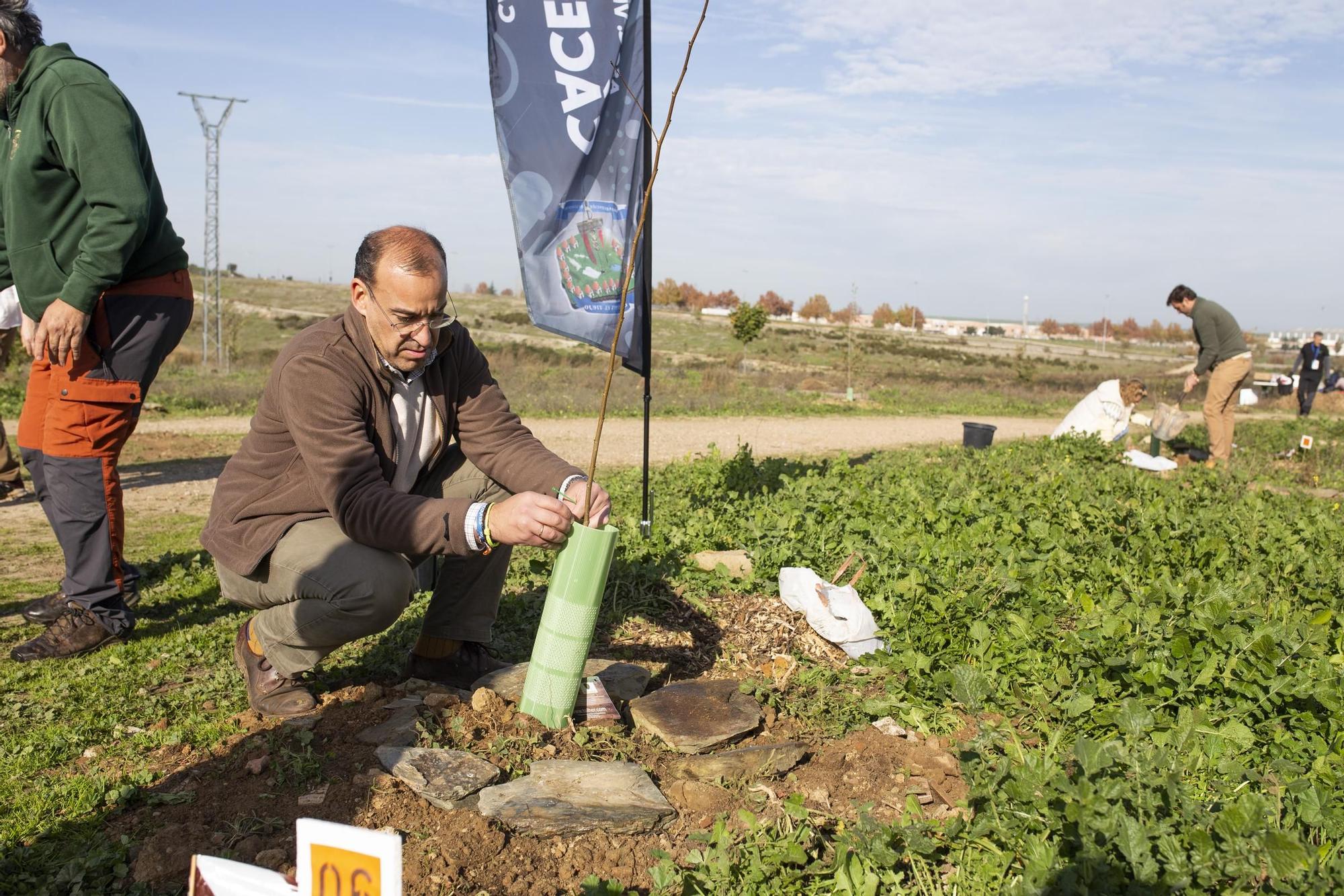 GALERÍA | Así ha sido la plantación de olmos en Cáceres El Viejo