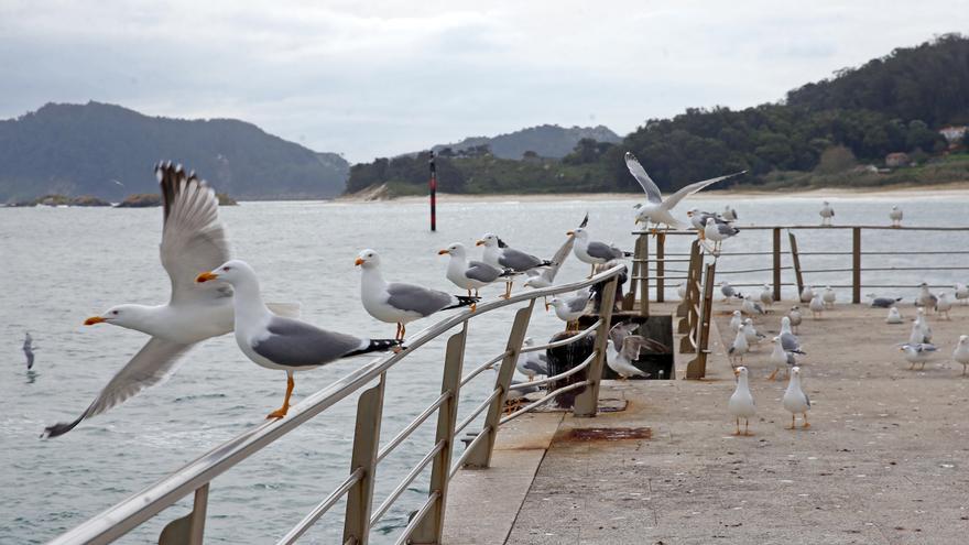 Detectadas dos gaviotas gallegas con gripe aviar