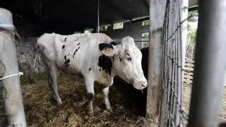 Ascienden a 13 los focos del "COVID de las vacas" en Galicia, con 10 reses muertas