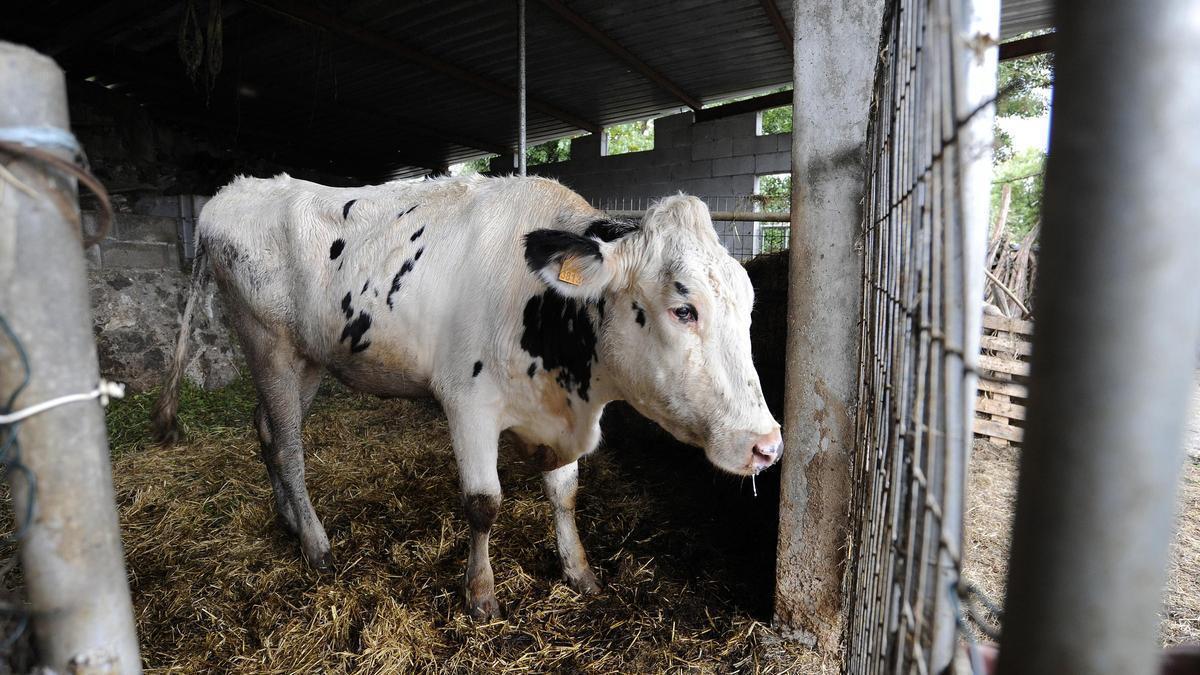 Una vaca de una granja afectada por la EHE.