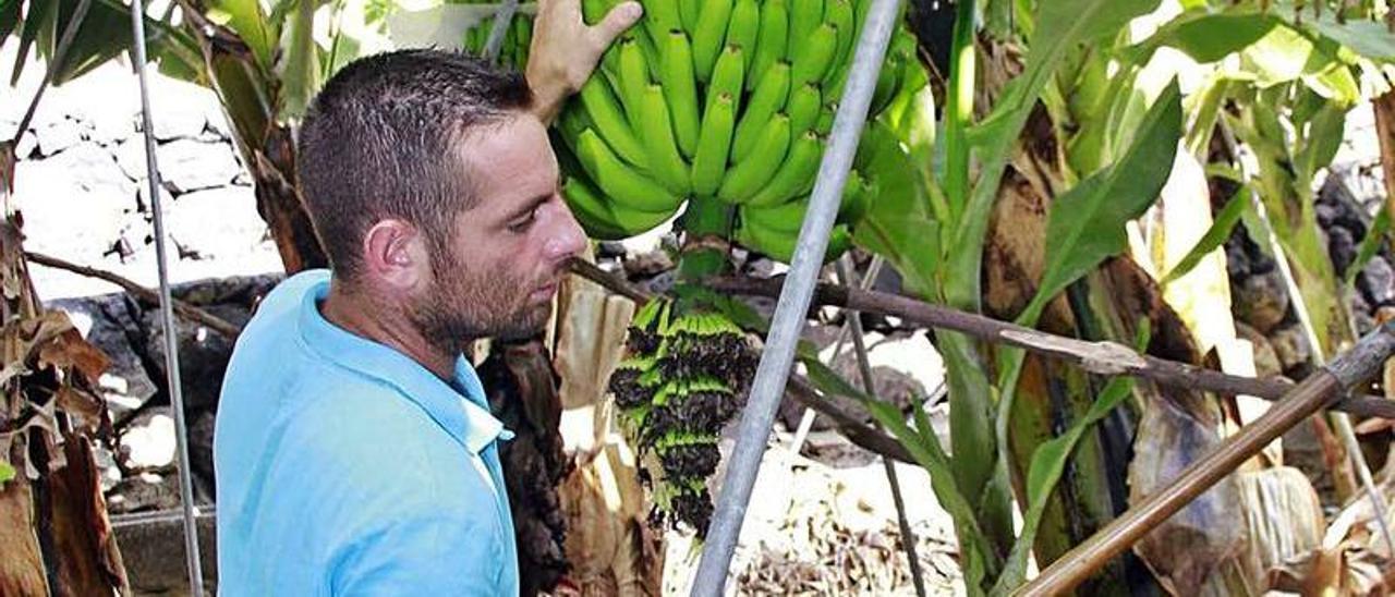 Un agricultor en una finca de plátanos en Tenerife.