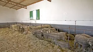 Ganaderos de Cáceres pueden comprar ovejas a mitad de precio mediante una oferta pública