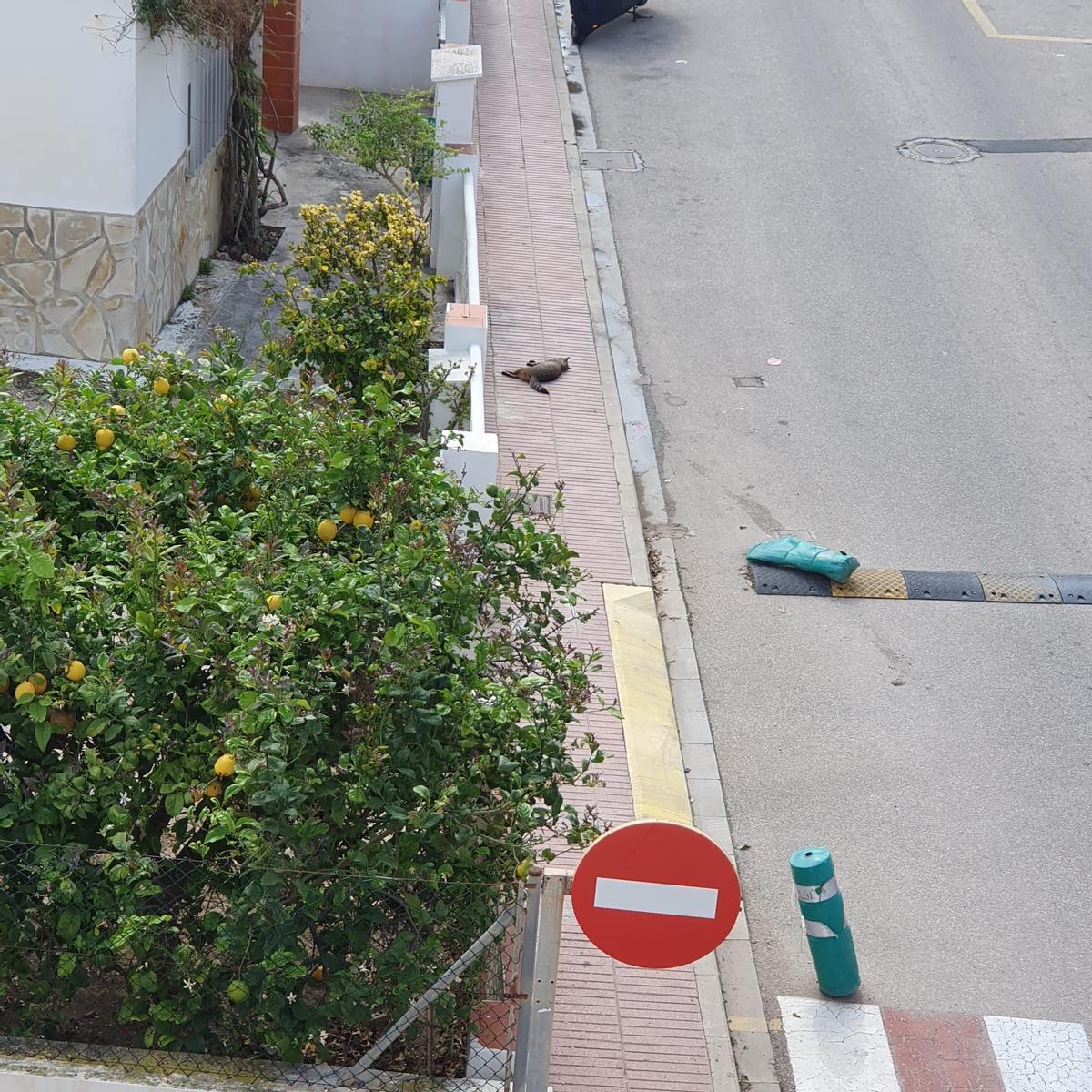 Un gato muerto en medio de la calle.