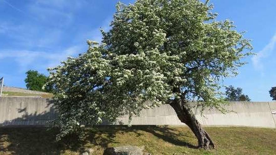 &quot;Crataegus monogyna&quot; localizado en Goián. // D.B.M.