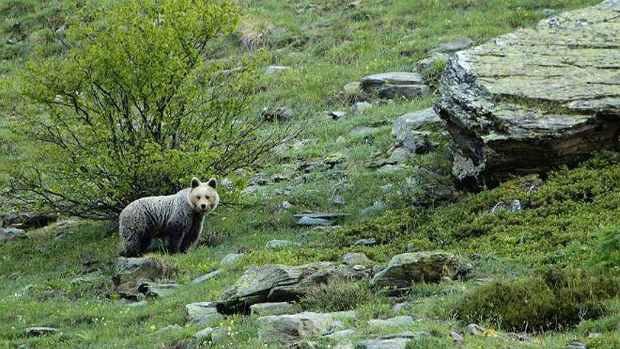 Nuevos avistamientos de osos en el Pirineo el pasado fin de semana
