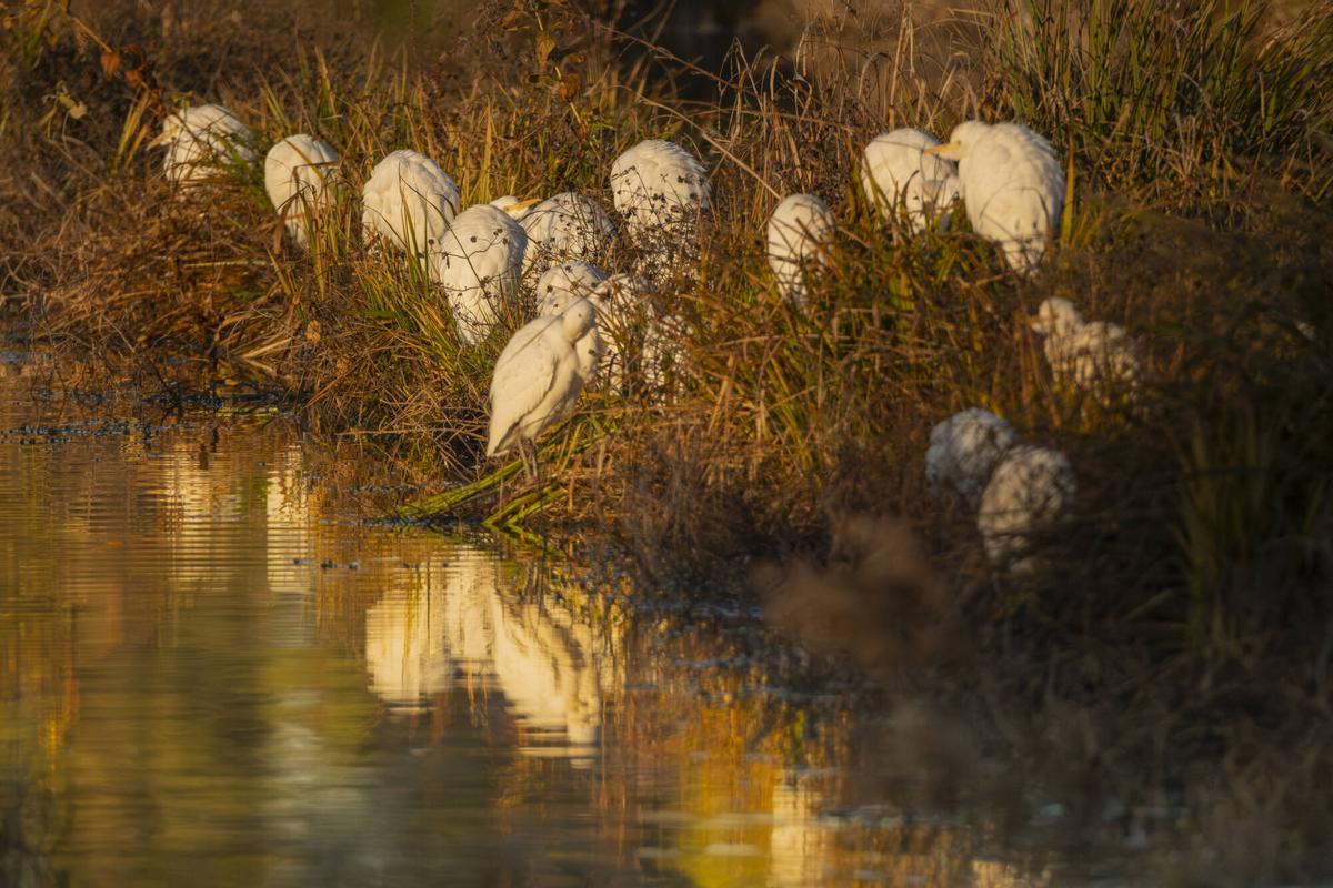 Esplugabous al parc del Cardener