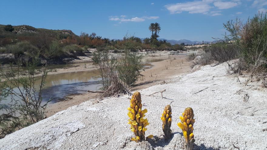 Abanilla, un pequeño oasis al alcance de la mano