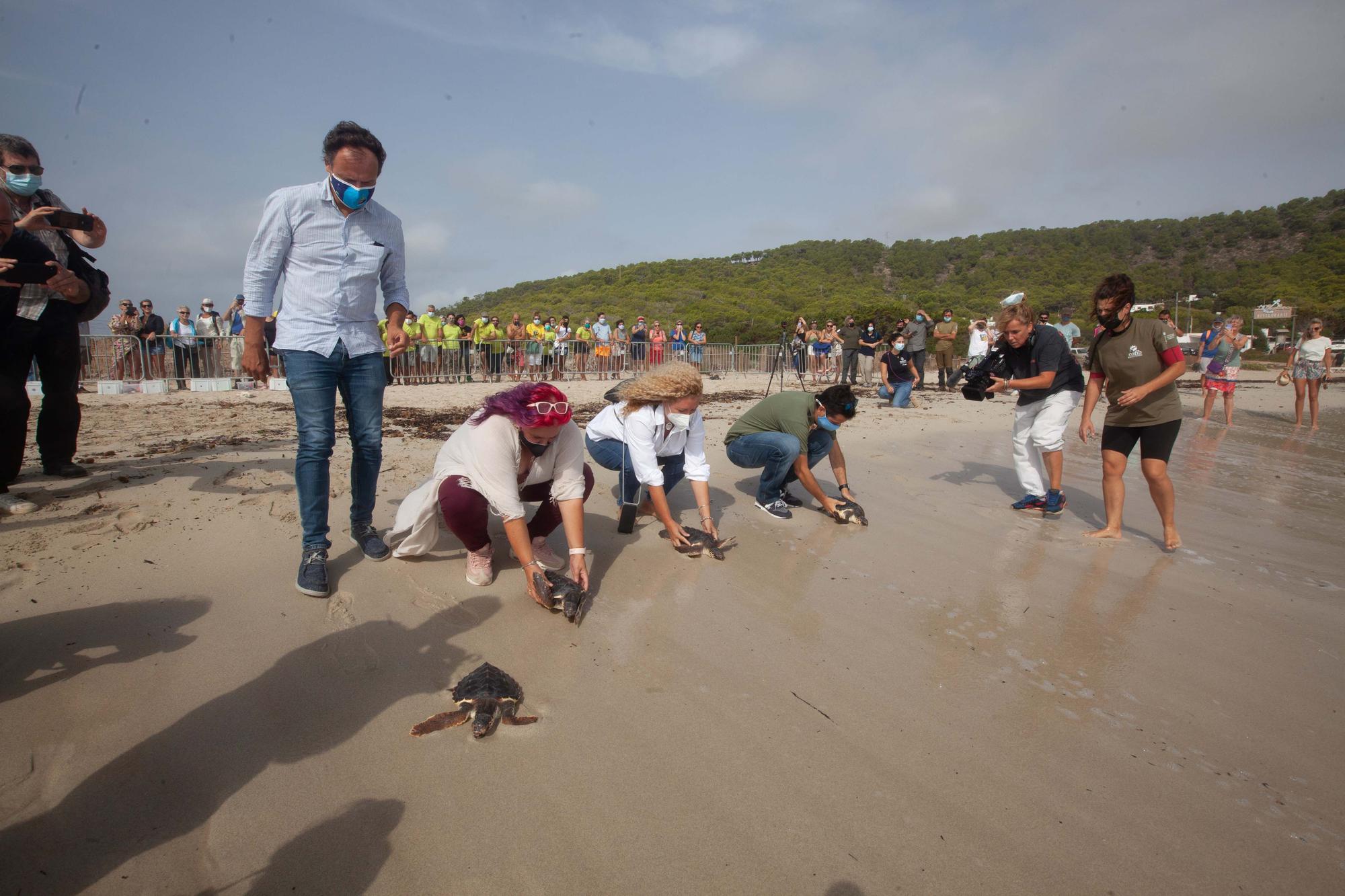 Ponen en libertad a las primeras tortugas nacidas en una playa de Ibiza