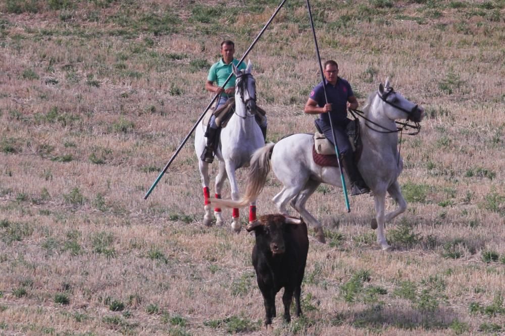 Encierro en Sanzoles (Zamora)