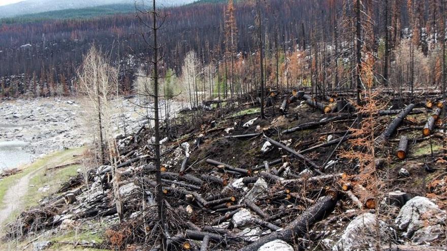 ¿Por qué los incendios forestales están disparándose en el Ártico?