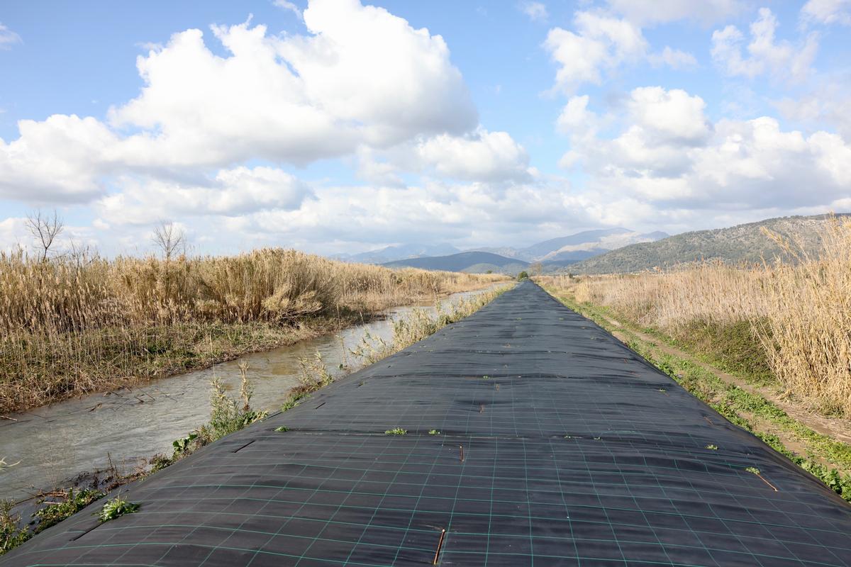 Medio Ambiente replica una pionera metodología de Valencia para eliminar la caña exótica del torrente de Siurana