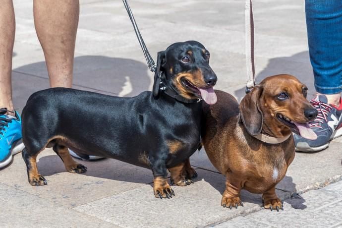 II Feria de Mascotas en Maspalomas