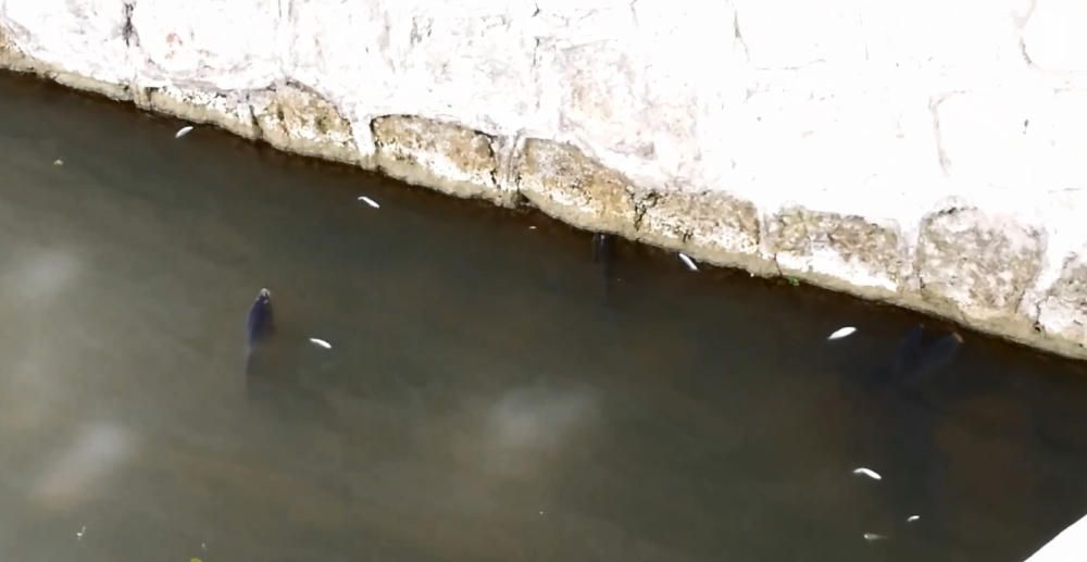 Decenas de peces muertos en el río Segura