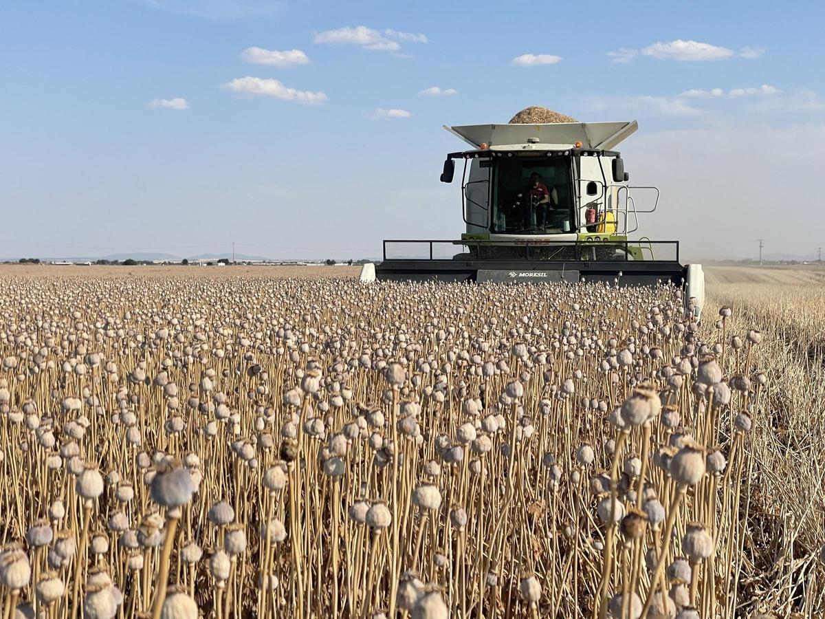 Un recolector recoge las flores secas de amapola en una de las plantaciones de Alcaliber, en el centro de la península.
