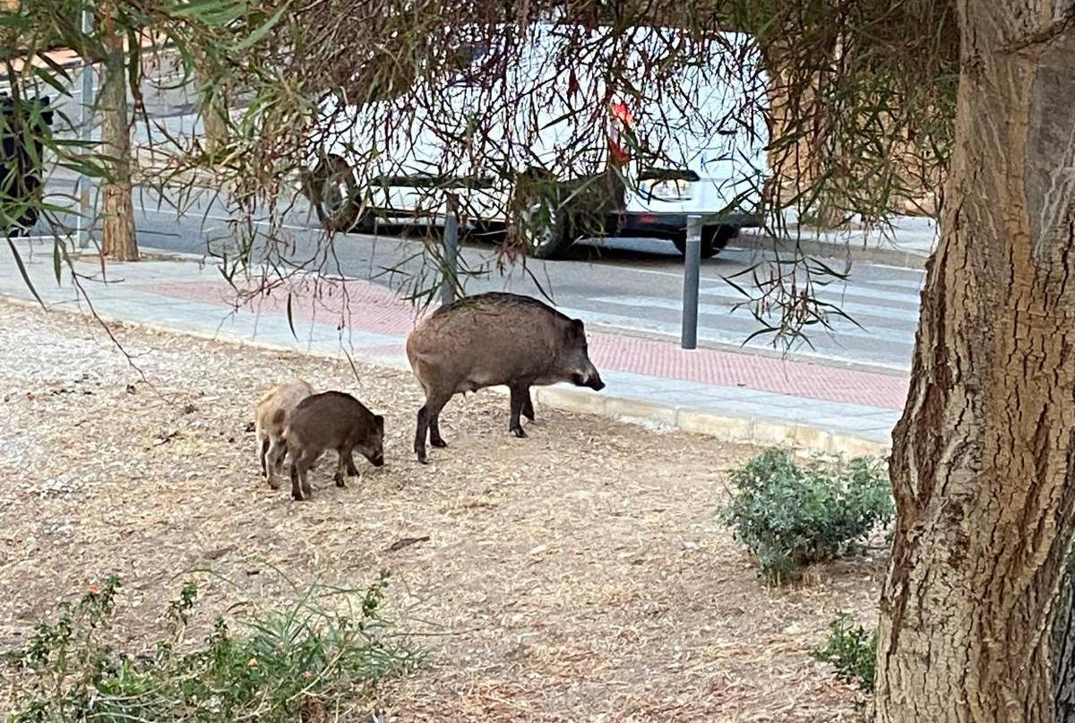 Un grupo de jabalíes, en la zona de Hacienda Paredes en pleno día.