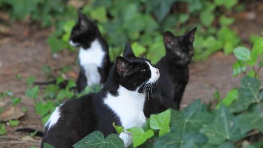 Imagen de archivo de una colonia de gatos.